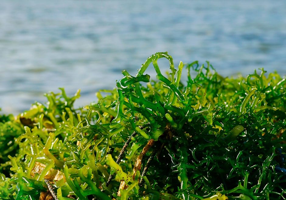 Les algues, un ingrédient aux nombreuses utilisations culinaires - La Vie  Claire