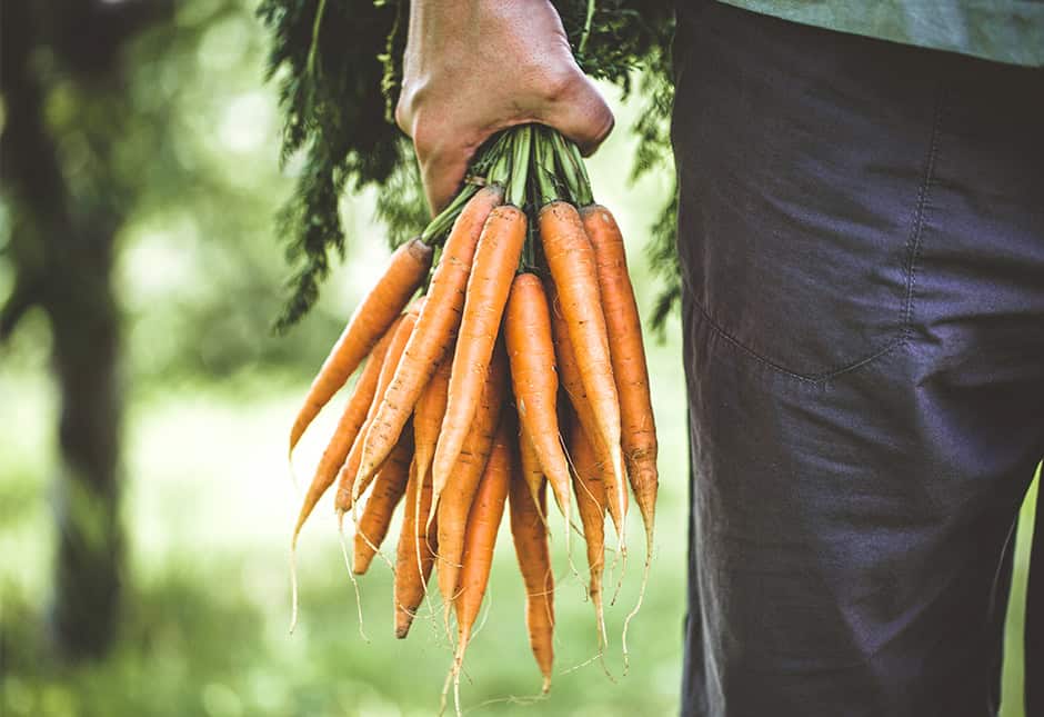 L'alimentation bio est meilleure pour la préservation de la biodiversité